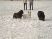 Превью фото № 148325