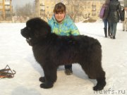 Превью фото № 148327