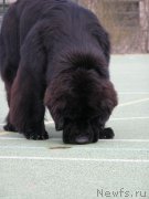 Превью фото № 148334