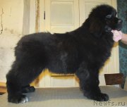 Превью фото № 148338