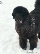 Превью фото № 148371