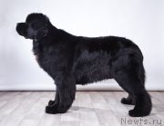 Превью фото № 148380