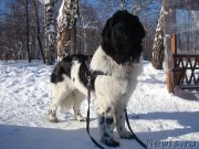 Превью фото № 148418