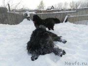 Превью фото № 148455