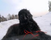 Превью фото № 148459