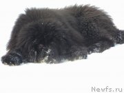 Превью фото № 148461