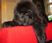 Превью фото № 148463