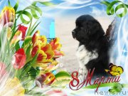 Превью фото № 148506