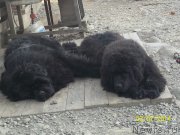 Превью фото № 148515