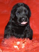 Превью фото № 148516