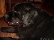 Превью фото № 148517