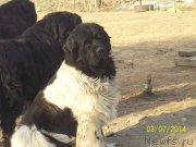 Превью фото № 148533