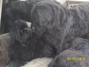 Превью фото № 148535