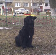 Превью фото № 148583