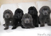 Превью фото № 148594