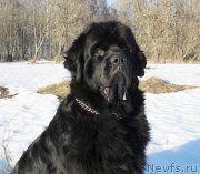 Превью фото № 148788