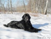 Превью фото № 148790