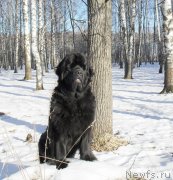 Превью фото № 148792