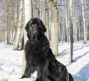 Превью фото № 148793