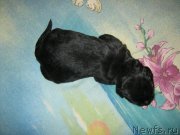 Превью фото № 148802