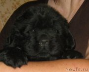 Превью фото № 148803