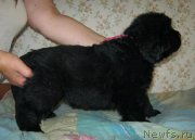 Превью фото № 148805