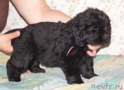 Превью фото № 148806