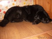 Превью фото № 148836