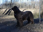 Превью фото № 148898