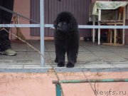 Превью фото № 148931