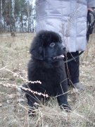 Превью фото № 148933