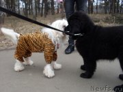 Превью фото № 148935