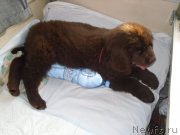 Превью фото № 148946