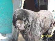 Превью фото № 148952