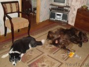 Превью фото № 148955