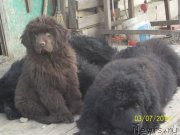 Превью фото № 148957