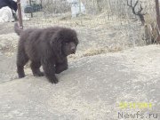 Превью фото № 149003