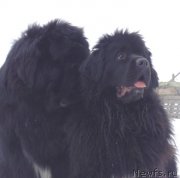 Превью фото № 149017