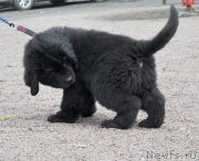 Превью фото № 149040