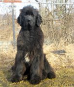 Превью фото № 149043