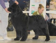 Превью фото № 149066