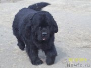 Превью фото № 149216