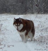 Превью фото № 149278