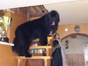 Превью фото № 149279