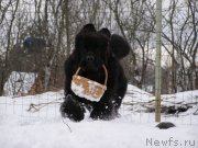 Превью фото № 149334