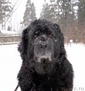 Превью фото № 149372