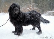 Превью фото № 149373