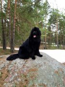 Превью фото № 149397