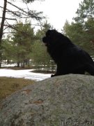 Превью фото № 149398