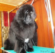 Превью фото № 149399